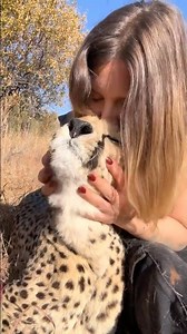 Meet the Cheetah — The Most Human-Friendly Big Cat 🐆🧡#cheetah #cat #animals #wildlife #catshorts