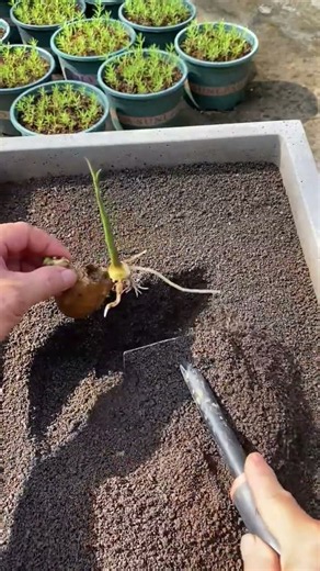 Amazing Mini Garden Transformation 🌿Tiny Garden, Big Results!Most Satisfying Gardening Video Ever