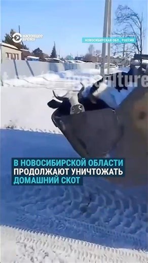 New protests against cattle slaughter in Siberia