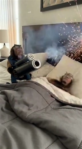 Monkey Tricks Pigs 10😅😅