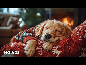12 Hours of Relaxing Music for Dogs🐶🎅 Anti-Separation Anxiety Relief Music🎄Sleep dog Healing 💖No Ads