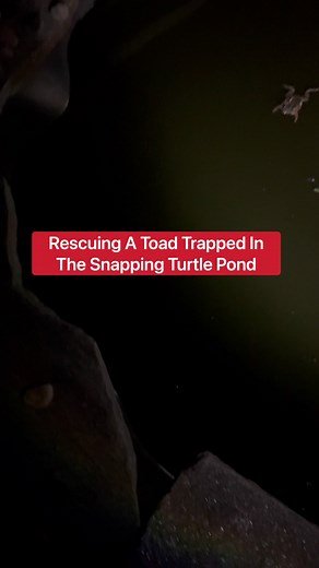 Rescuing A Toad Trapped In Snapping Turtle Pond!!! 😱 | Corbin Maxey