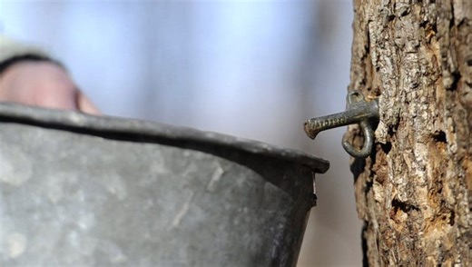 Maple festivals bring sweet release from winter's clutches. Where to go