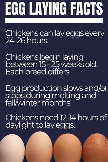 212K views · 932 reactions | Egg Laying Facts #EggLaying #EggLayers #Eggs | Farming Tech& Business | Facebook