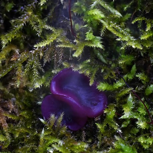 New Blog today featuring this explosive stunt by Peziza violacea We share our secret to capturing a cup-fungus explosion and the science behind this nifty trick. Plus: fungi-themed gift ideas for the festive season. 👉 Tap the link to check it all out https://www.planetfungi.movie/blog/fungiexplosivestunt #fungi #fungiphotography #fungihunting #stephen_axford #planet_fungi #mushroomhunting #mushrooms #spores #followtherain #fungimovie #fantasticfungi #followtherainonnetflix | Planet Fungi