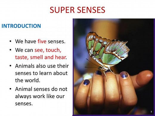 SUPER SENSES - SlideServe