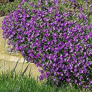Outsidepride Hendersonii Purple Aubrieta Rock Cress Seeds - 10000 Pcs Perennial Flower Seeds, Easy to Grow, Low Maintenance, Cascading & Low Growing, for Baskets, Rock Walls, or Ground Covers