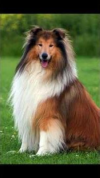 How to Train Your Dog | Beginner's Guide to a Well-Behaved Dog 🐶