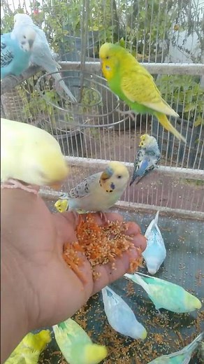 Pastel Budgie Beauty You Can’t Ignore 🌸🩵