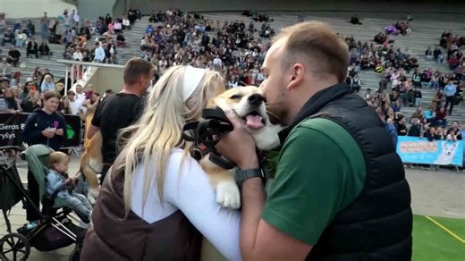 Racing corgi dogs show off speed and style in Lithuania contest
