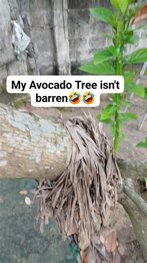 Do you guys remember that avocado tree that i said had never brought fruits for six(6) frigging years? My tree is fruiting guysssssss. Thanks to all who suggested we tie something around the stem,thanks to someone who suggested i speak to and pray for the tree. I really did do it. This is giving me so much Joy. For some reason, it worried me that it had refused to bear fruits,I sort of attached spiritual connotations to it (don't look at me like that joor,we are Nigerians) Superstition is never 