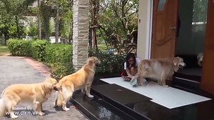 After go out to play, we could have been used to wash feet before entering | Happy Dogs