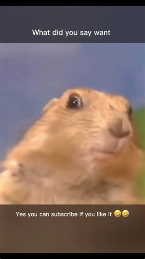 That Awkward ‘Huh?’ Moment 🐿️😂