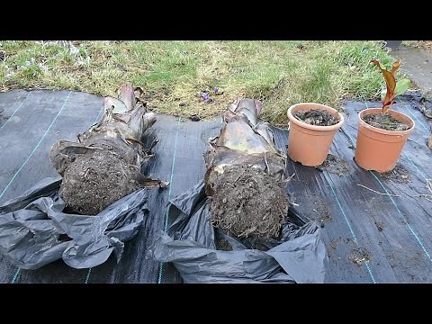 Bringing My Ensete Banana Plants Out Of Dormancy