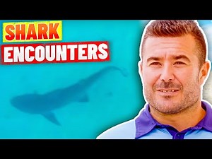 SHARK ALARM! Shark Sightings at Bondi Beach