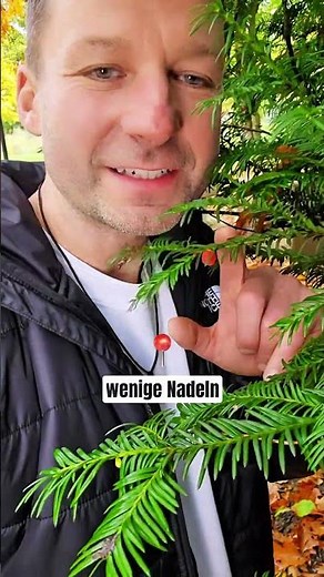 Dieser Baum heilt Krebs? Taxol der Wirkstoff