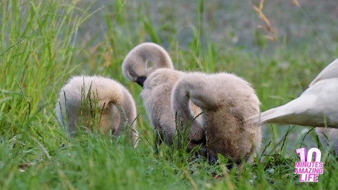 A Peaceful Moment with Cygnets