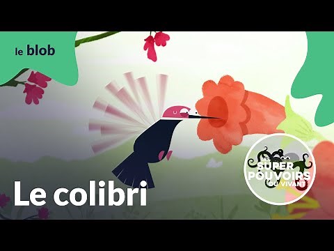 Le colibri, champion du monde de haute-voltige | Les super-pouvoirs du vivant