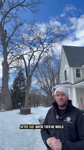 How Arborists Check for Dutch Elm Disease (Before Treating)