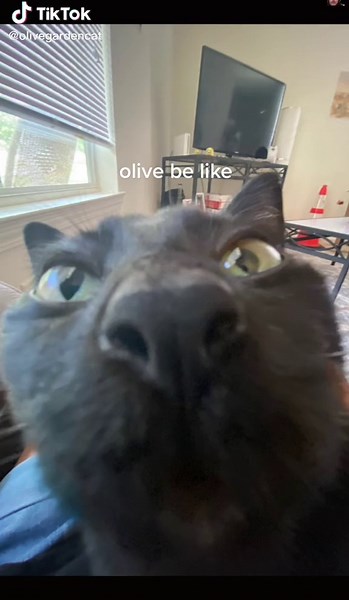 #olivecat