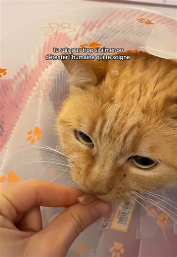 A Little Bit of ASMR with a Veterinarian