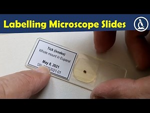 🔬 How to put labels on microscope slides