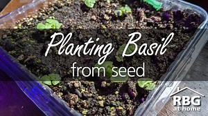 Lets get those seeds germinating! Nadine is here to show you how to plant basil from seed using upcycled containers, along with some great tips to get the most out of your seedlings. | Royal Botanical Gardens