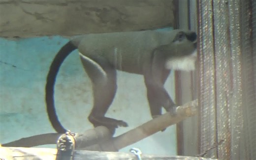 【沈阳森林动物园】德氏长尾猴 2018.08.03