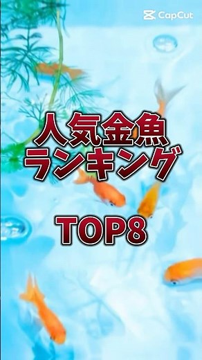 人気金魚ランキング🐠#アクアリウム #金魚 #shorts