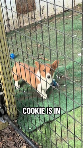 Understanding Bad Behavior in Corgi Puppies