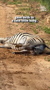 2.8M views · 174K reactions | ⚠️ CW: Birth | Now, that's a once in a lifetime experience! 煉 (Via - Amy D.) #Zebra #Wildlife #Birth #Babies #BabyAnimals | Fur Family | Facebook
