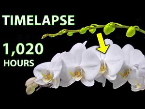 Timelapse Orchid Timeflows