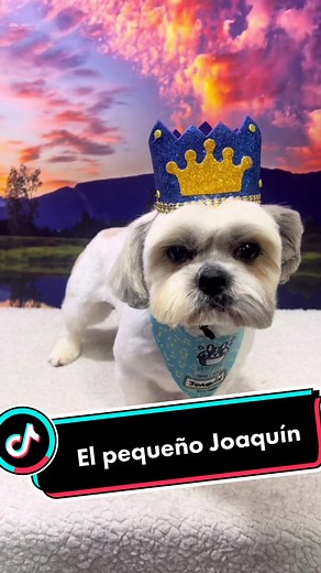 ¿Cómo cuidar a tu perro con motitas? Baño y corte necesario