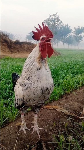 gallo fino jiro #ayam #hen #chicken