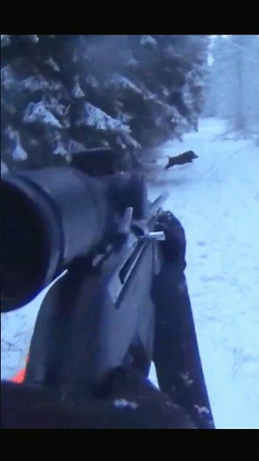 Tir d'un énorme sanglier en Turquie #chasse #hunt