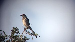 26 reactions | Scott Niblick took this digi-scoped shot of a Florida...