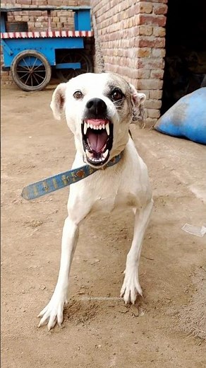 “Aggressive Dog Sound 🐶⚠️ | Angry Growling & Barking”