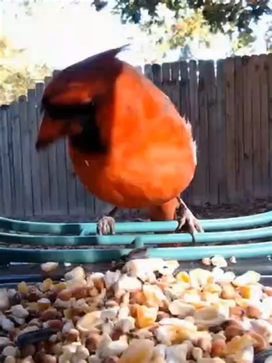 Santa Bird Wishes You a Merry Christmas!