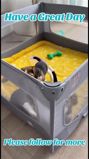 Cute beagle puppies playing. #cute #happy #dog #love #fun