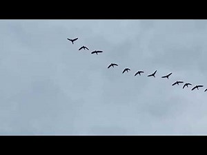 Canadian Geese Sounds Goose sounds