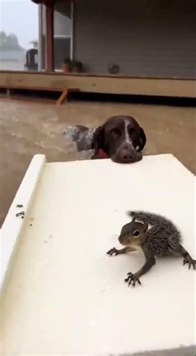 Heroic Dog Saves Squirrel from Flash Flood