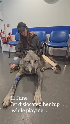 Hi Everyone, It's was 11th June when Jet dislocated her hip, with many of our followers asking how Jet is I have put together a video of our journey from the start to now. Hope you all | Riley Jamie