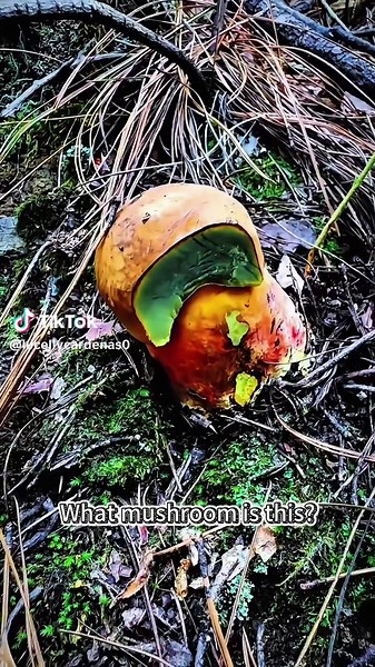 What kind of mushroom is this #science #popular #usa #mushroom | black witch mushroom