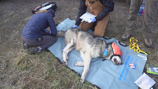 Federal government threaten to take over Colorado's wolf management plan