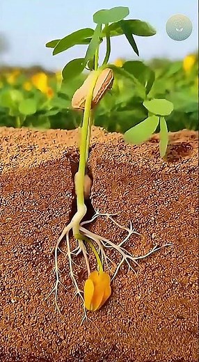How Peanuts Grow Underground | Amazing Time-Lapse | The Unfolding View #growth #timelapse #plants