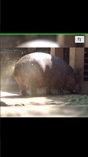 Why Do Hippos Spray Feces With Their Tails 😱