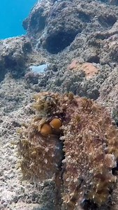 An *octopus* calmly walks across the reef on its arms 🐙🚶‍♂️ Smart, smooth, and full of personality — every move is mesmerizing. #octopus #octopuslove #marinelife #divelife | Scuba Diving Holidays