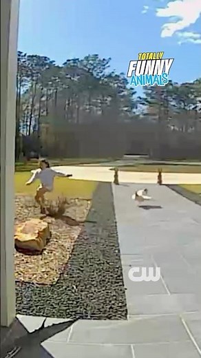 Chicken Run #funnyanimals #chickens #funny