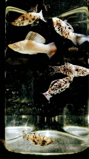 Dalmation Molly #mollyfish #mollybalon #mollyfish #mollies #aquarium #short #shortsfeed #feed