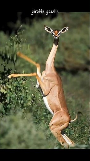 Giraffe gazelle detects leopard.